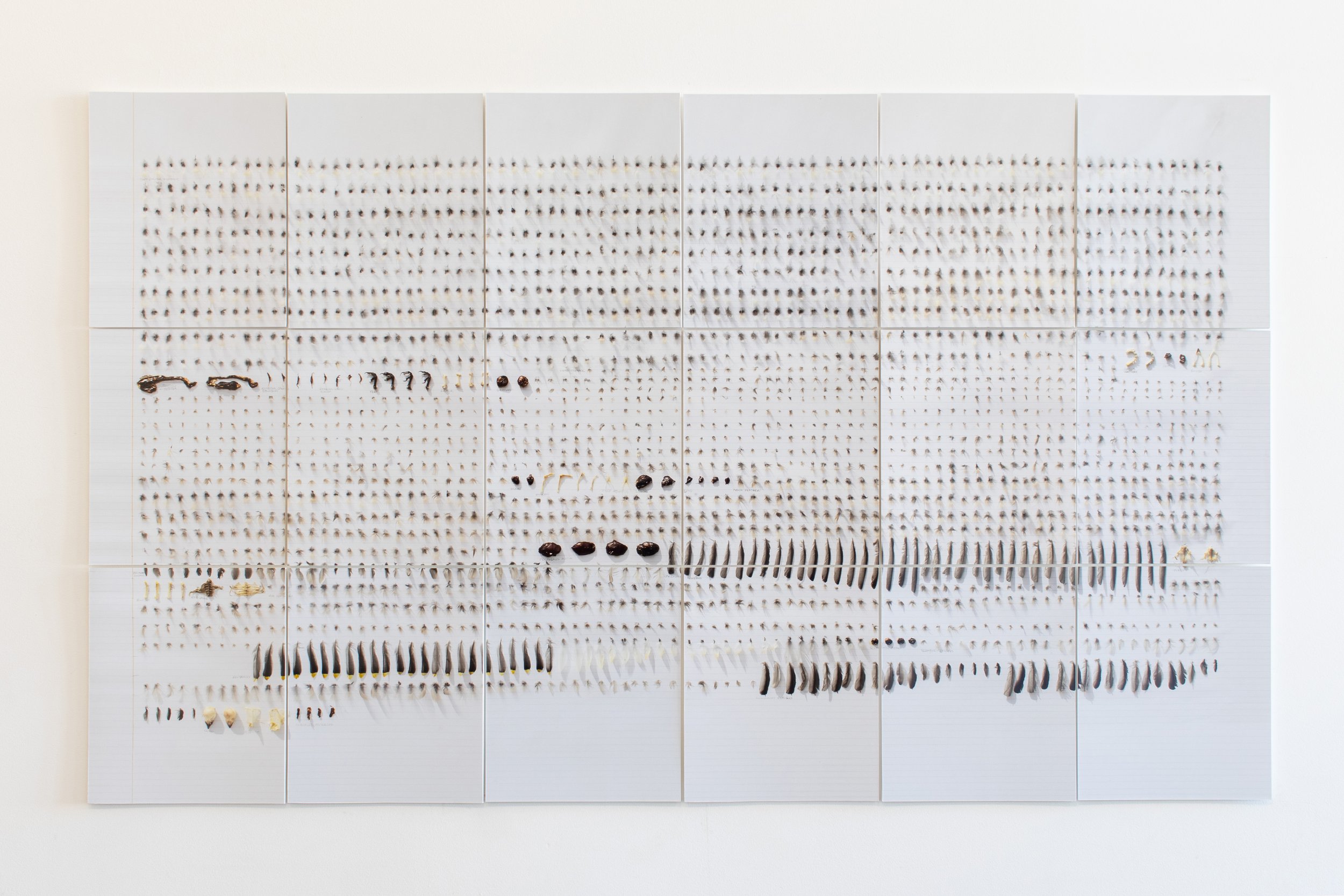 Grid of white panels covered with hundreds of small bird feathers and fragments systematically arranged in rows, with darker feathers concentrated toward the lower sections.